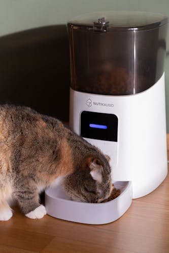 best automatic pet feeders 2026