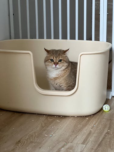 best cat litters 2026