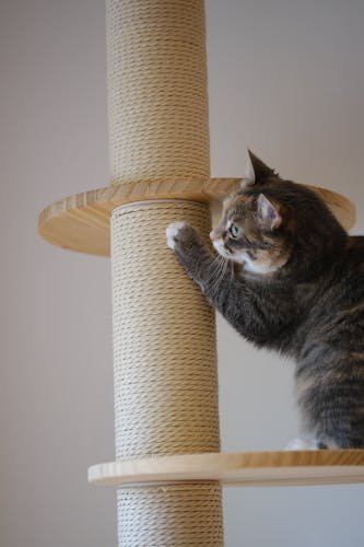 best cat trees 2026
