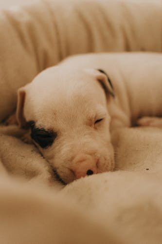 best dog beds 2026