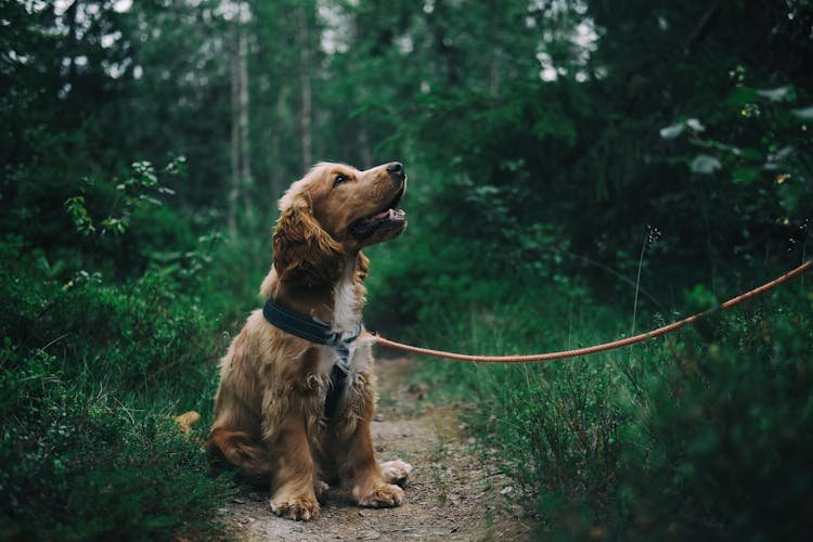 best dog harnesses for beginners