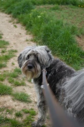 best dog leashes 2026