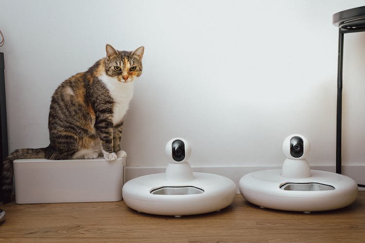 best pet cameras 2026