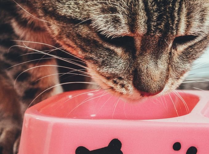 best cat food for indoor cats