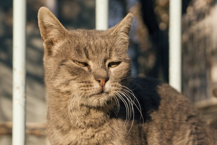 best cat food for senior cats