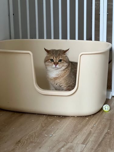 best cat litters 2026