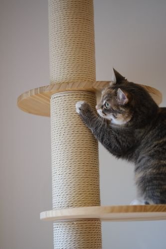 best cat trees 2026