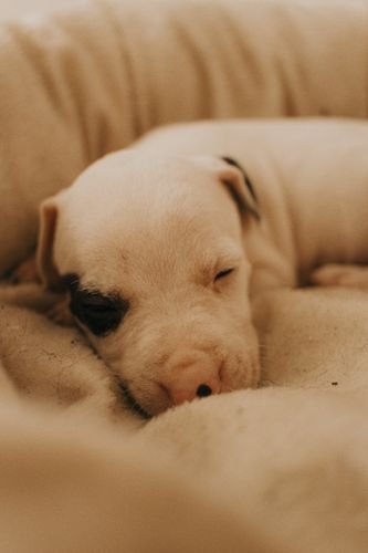 best dog beds 2026