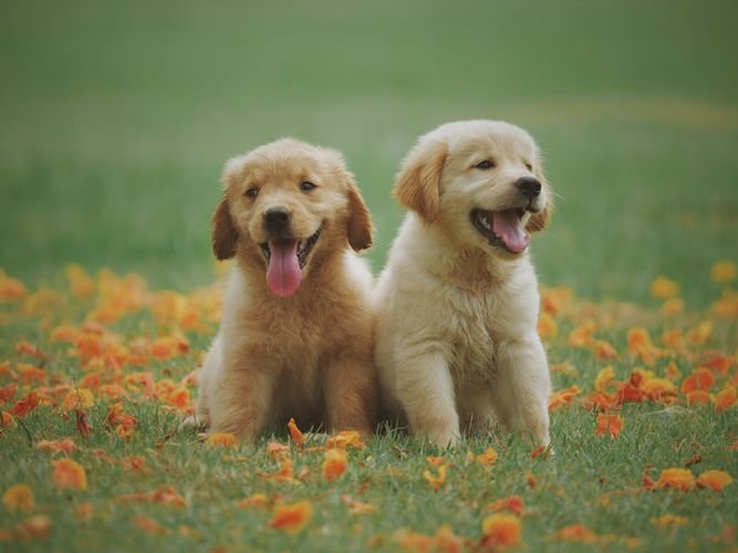 best dog beds under 75