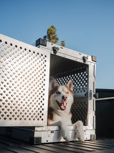 best dog crates 2026