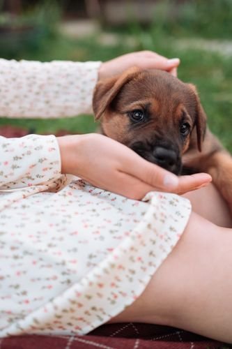best dog food for dogs with allergies
