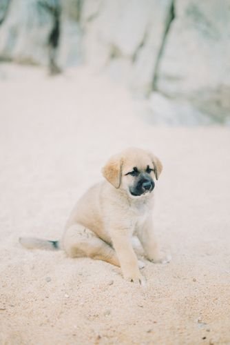 best dog food for puppies