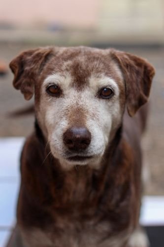 best dog food for senior dogs
