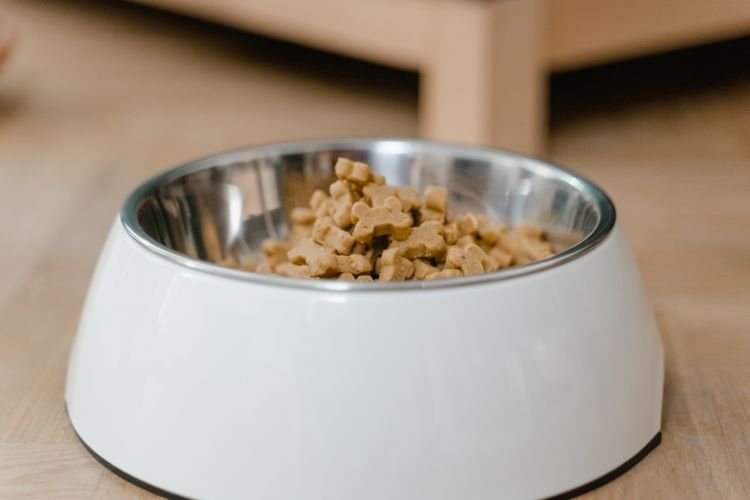 best dog foods 2026