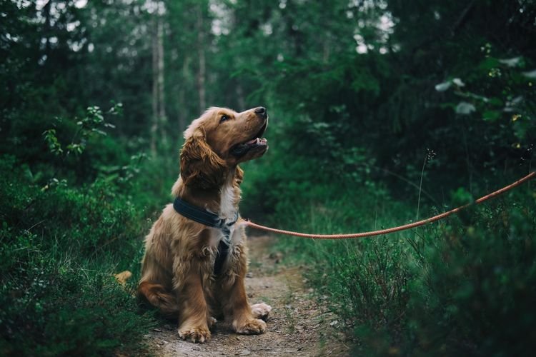 best dog harnesses for beginners