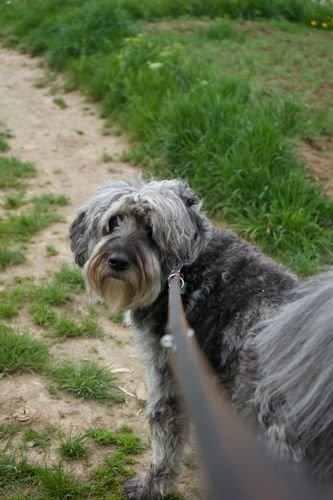 best dog leashes 2026
