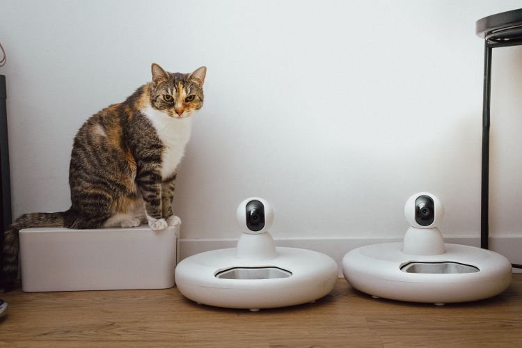 best pet cameras 2026