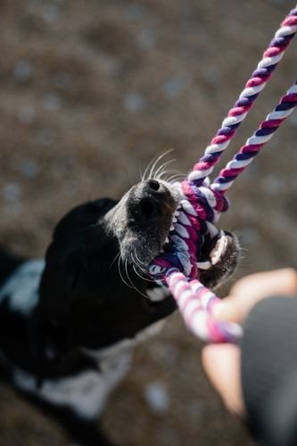 best dog toys 2026