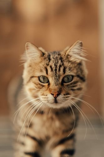 best cat foods 2026