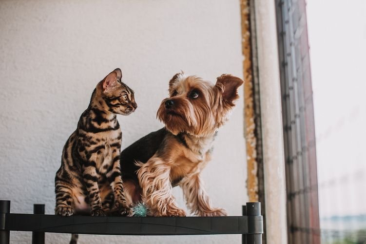 The Best Dog Collars of 2026: Our Top Picks